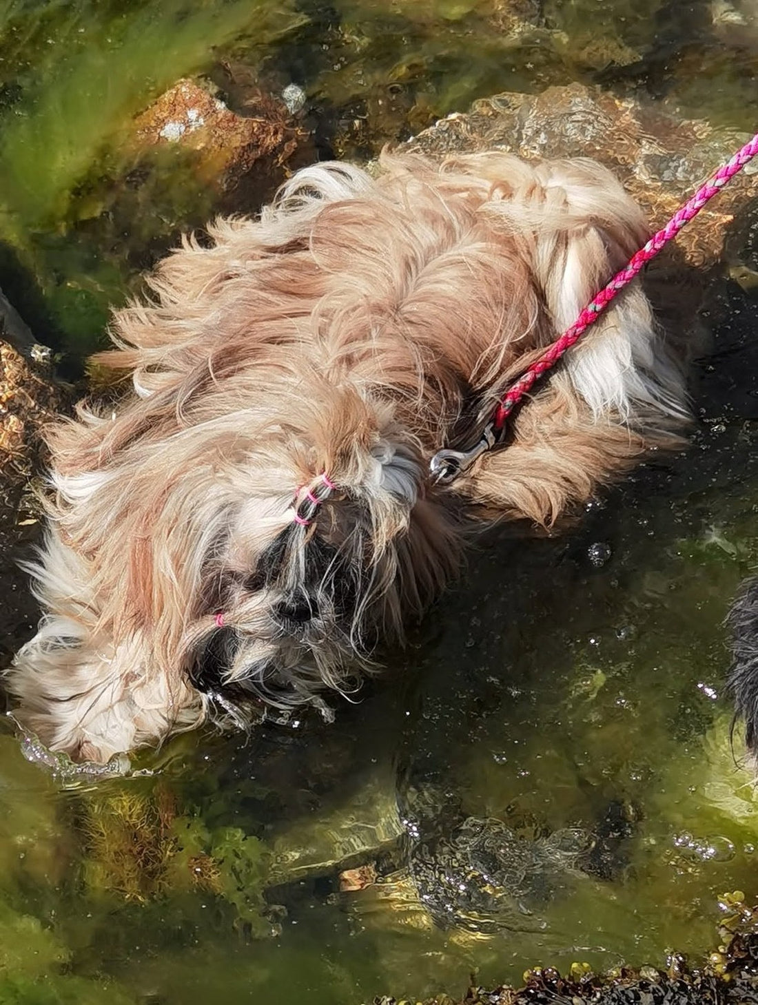 Shih Tzu en balade à l'automne, dans l'herbe humide